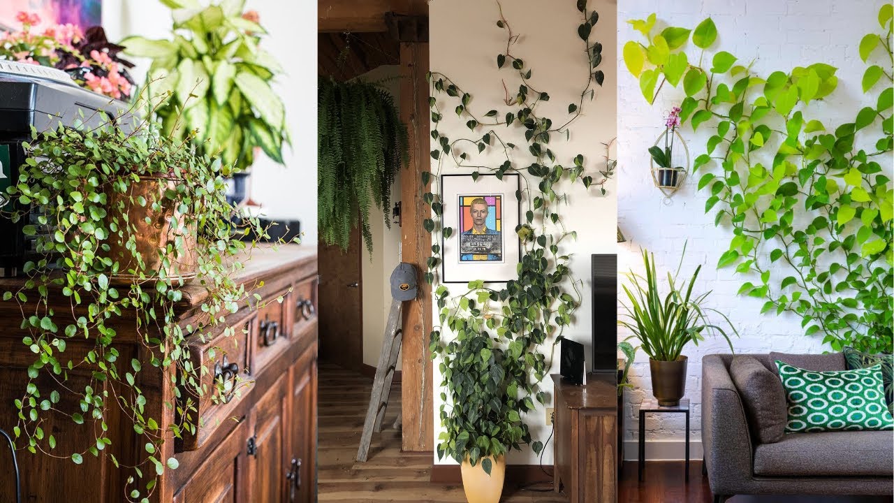 10 Rare Houseplants To Elevate Your Home Jungle Vibes